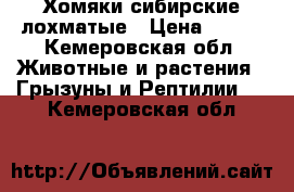 Хомяки сибирские лохматые › Цена ­ 150 - Кемеровская обл. Животные и растения » Грызуны и Рептилии   . Кемеровская обл.